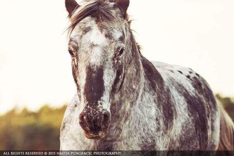 12246727_10156225288520313_6287794135884726528_n